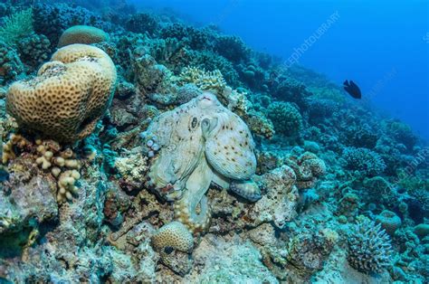 Day octopus camouflaged on a reef - Stock Image - C038/7433 - Science Photo Library