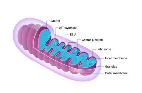 Mitochondria Diagram Labeled Simple