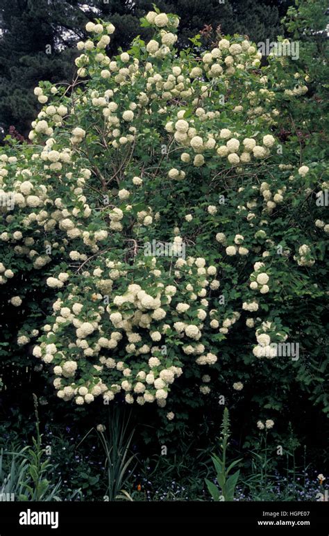 VIBURNUM MACROCEPHALUM Stock Photo - Alamy