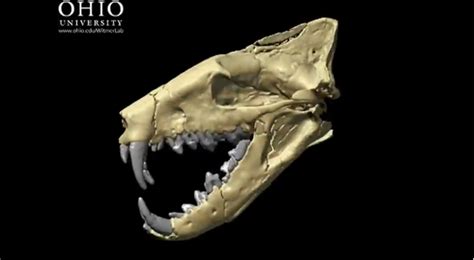 Hyaenodon horridus bite force - Animal Untamed