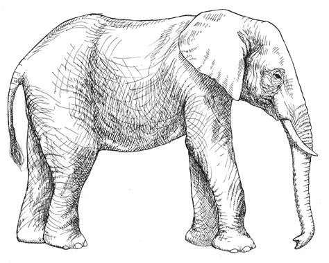 Simple Line Drawing Elephant at GetDrawings | Free download