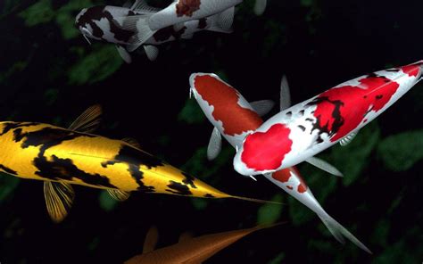 Live Koi Fish 4K Wallpapers - Top Free Live Koi Fish 4K Backgrounds - WallpaperAccess