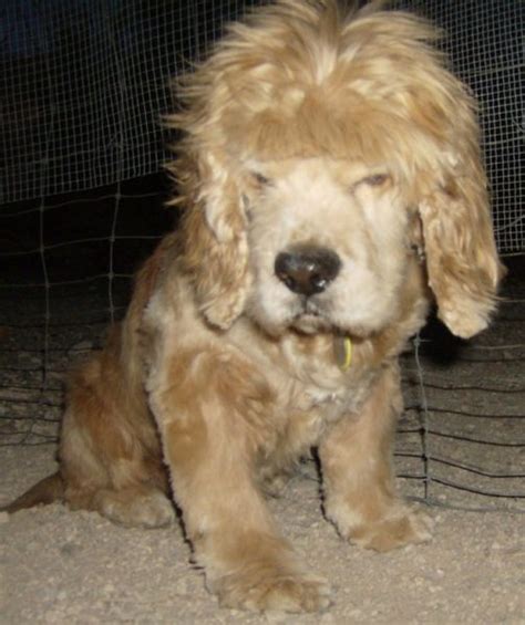 35 funny dog haircuts: These dogs are the real victims of laughter here!