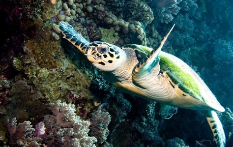 Hawksbill Sea Turtle – "OCEAN TREASURES" Memorial Library