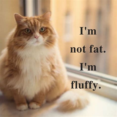 fluffy cats memes | Cat memes, Fluffy cat, Cats