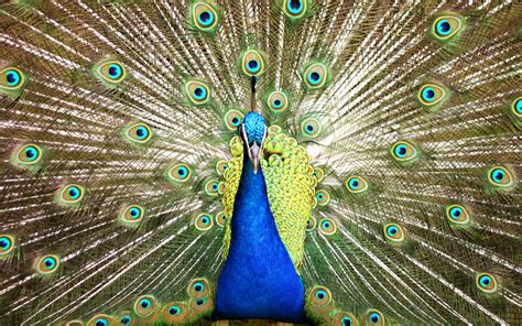 Peacock beautiful Bird blue feathers irridescence HD wallpaper | animals | Wallpaper Better