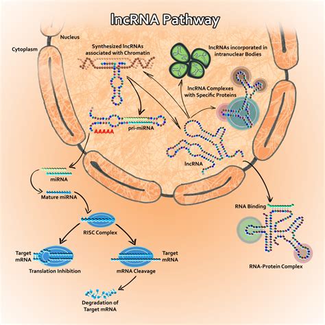 Long Non-Coding RNAs: Novel Emergent Biomarkers for Cancer Diagnostics