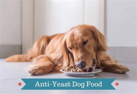 Yeast Free Dog Food: 5 Best Yeast Free Dog Foods (1.4% of Crude Fat)