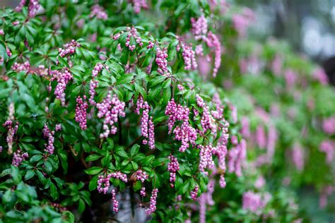 Decorative Shrubs For Shade | Shelly Lighting