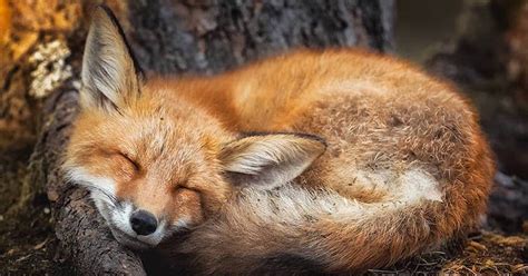 21-Year-Old Photographer Captures The Many Wild Forest Animals Living In Finland’s Mystical ...