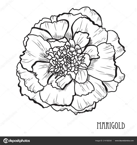 Marigold Flower Line Drawing | Best Flower Site