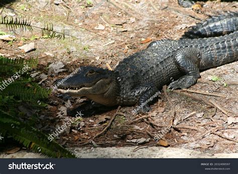 North American Alligator Habitat Stock Photo (Edit Now) 2032499597