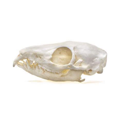 Tree Shrew Skull Replica