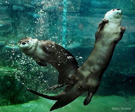 How Otters See Underwater — The Daily Otter