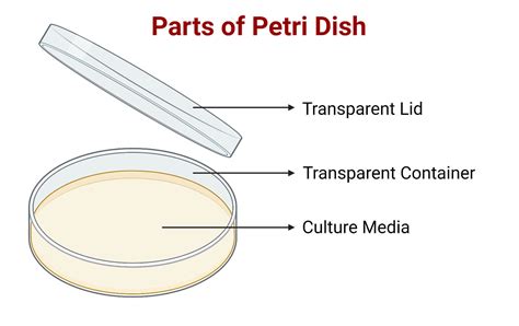 Clipart Petri Dish Diagram Of Petri Dish Free Transparent, 46% OFF