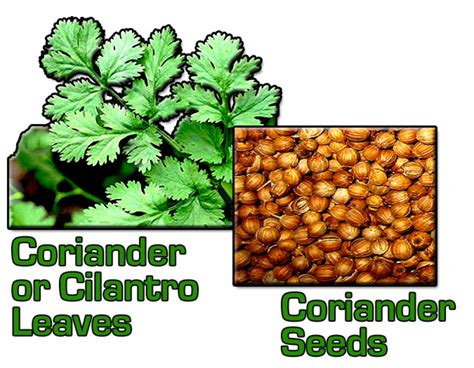 Are Coriander and Cilantro the Same Thing? - Delishably