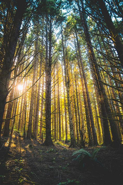 forest tall trees with ray of sunlight during daytime nature Image - Free Stock Photo