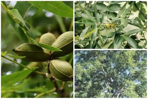 3 Best Pecan Tree Varieties to Grow in Tennessee