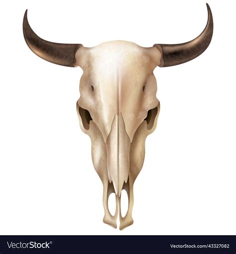 Realistic cow skull Royalty Free Vector Image - VectorStock