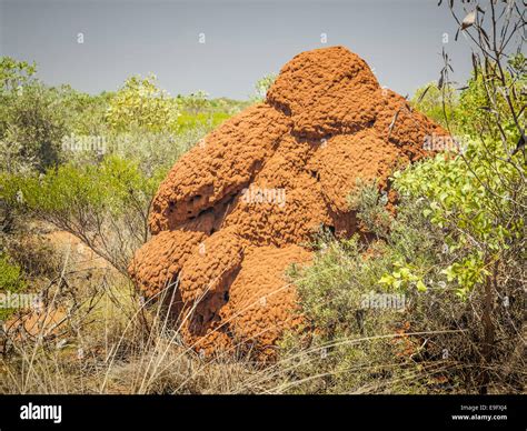 australia termite hill Stock Photo - Alamy