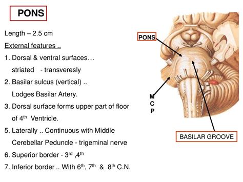 Pons Anatomy