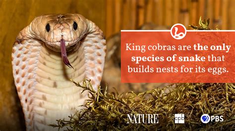 King Cobra Fact Sheet | Blog | Nature | PBS