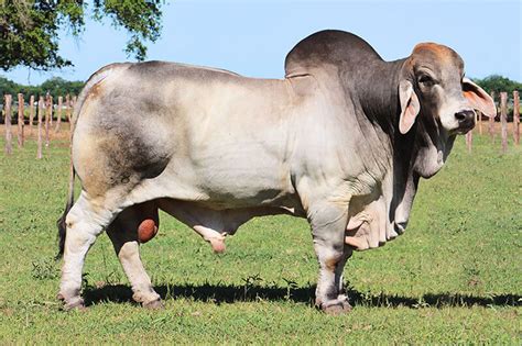 Best Brahman Bloodlines - BRC Ranch