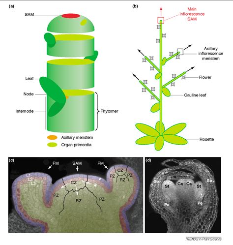 Figure 2 from Shoot apical meristem maintenance: the art of a dynamic balance. | Semantic Scholar