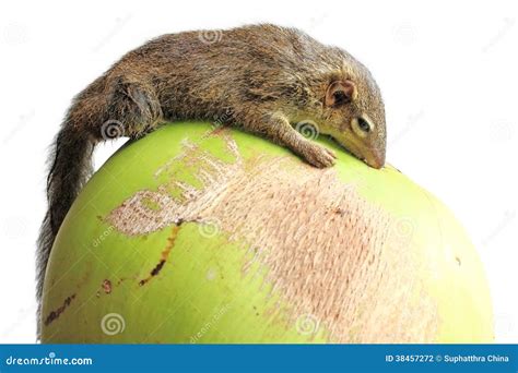 Tree Shrew stock photo. Image of pets, claw, animals - 38457272