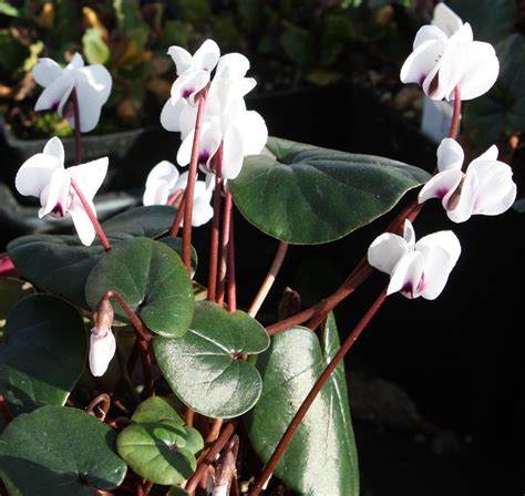 Edelweiss Perennials. Cyclamen coum f. albissimum Green Leaf