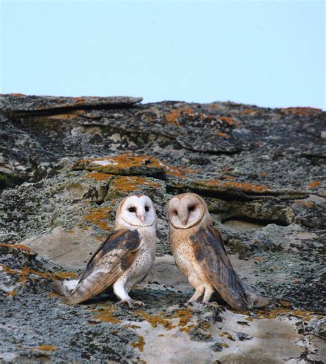 Barn Owl | Audubon Field Guide