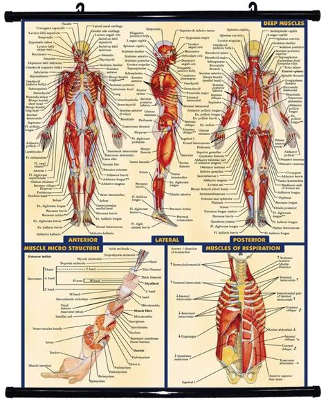 Free shipping, Human Body Anatomical Chart Muscular System Fabric, Poster HD HOME Hanging Scroll ...