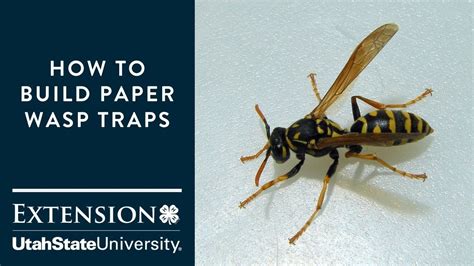 Paper Wasp Trap