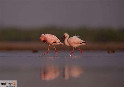 Rann of Kutch Wildlife Photography Tour | Indian National Parks - Naturewanderers.com