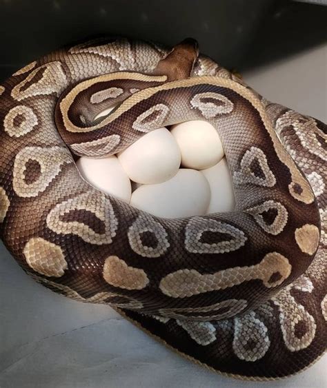 Ball Python Breeding: Everything You Need to Know About