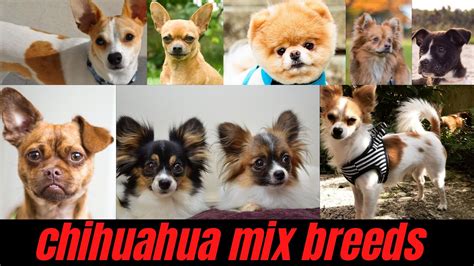 Top 8 Chihuahua Mix Breeds with Pictures - dogsbrief.com