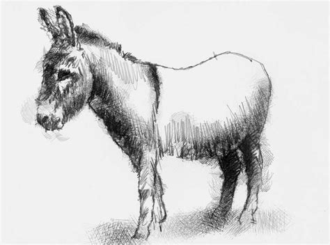 A Drawing Of A Donkey