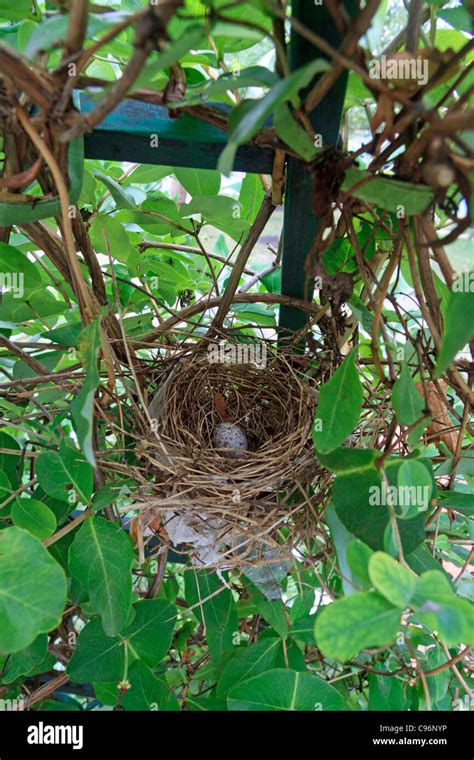 Cardinal nest hi-res stock photography and images - Alamy