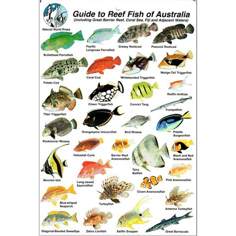 Fish Identification Great Barrier Reef, Fishwatchers Species Camtas ...