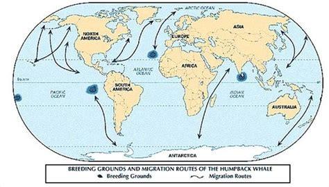 About Humpback Whale Migration Routes | Sciencing