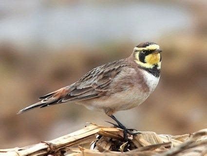 Horned lark - Alchetron, The Free Social Encyclopedia