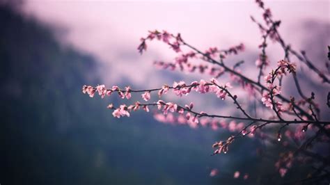 3840x2160 Pink Blossom Tree Branch Spring 5k 4K ,HD 4k Wallpapers ...