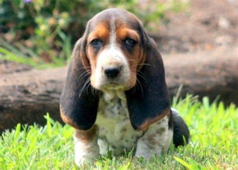 Basset Hound Puppies For Sale | Puppy Adoption | Keystone Puppies