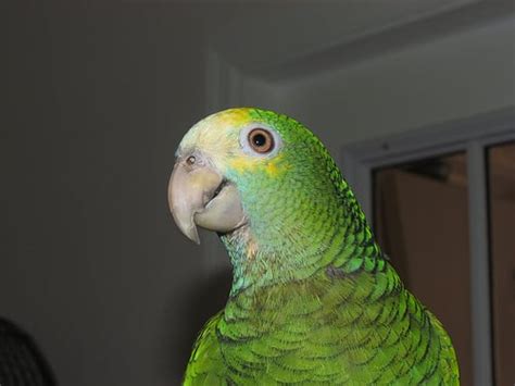 How Much Does a Quaker Parrot Cost? | HowMuchIsIt.org