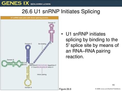 PPT - RNA Splicing and Processing PowerPoint Presentation, free download - ID:6007365