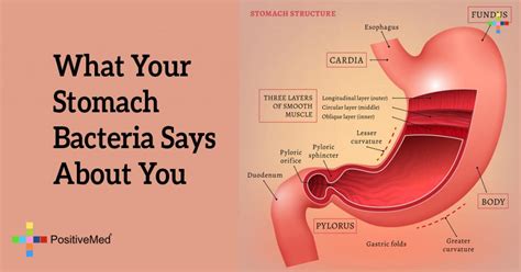 What Your Stomach Bacteria Says About You