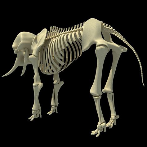 Animal Skeletons | African Elephant Skeleton – 3D Horse