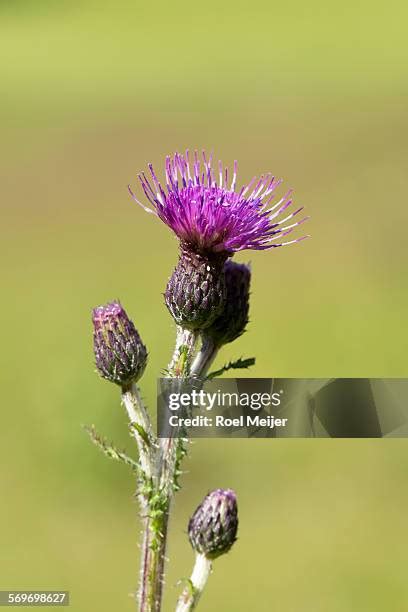 143 Creeping Thistle Stock Photos, High-Res Pictures, and Images - Getty Images