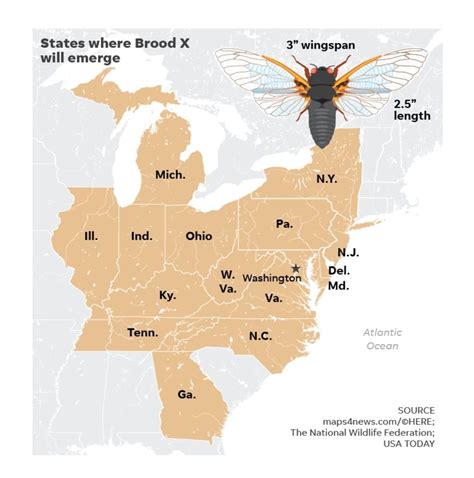 Billions of Brood X cicadas will emerge in spring and can make as much noise as a rock concert ...