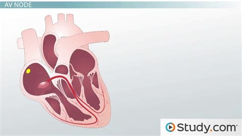 😎 Stages of cardiac cycle. The Cardiac Cycle, Animation. 2019-02-24